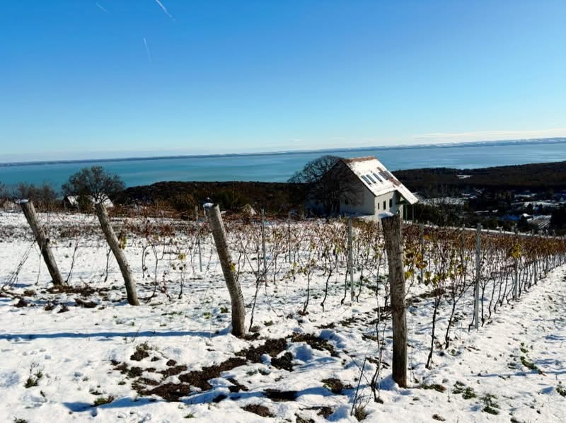 Borászat télen — havas szőlőültetvény a Balatonnal