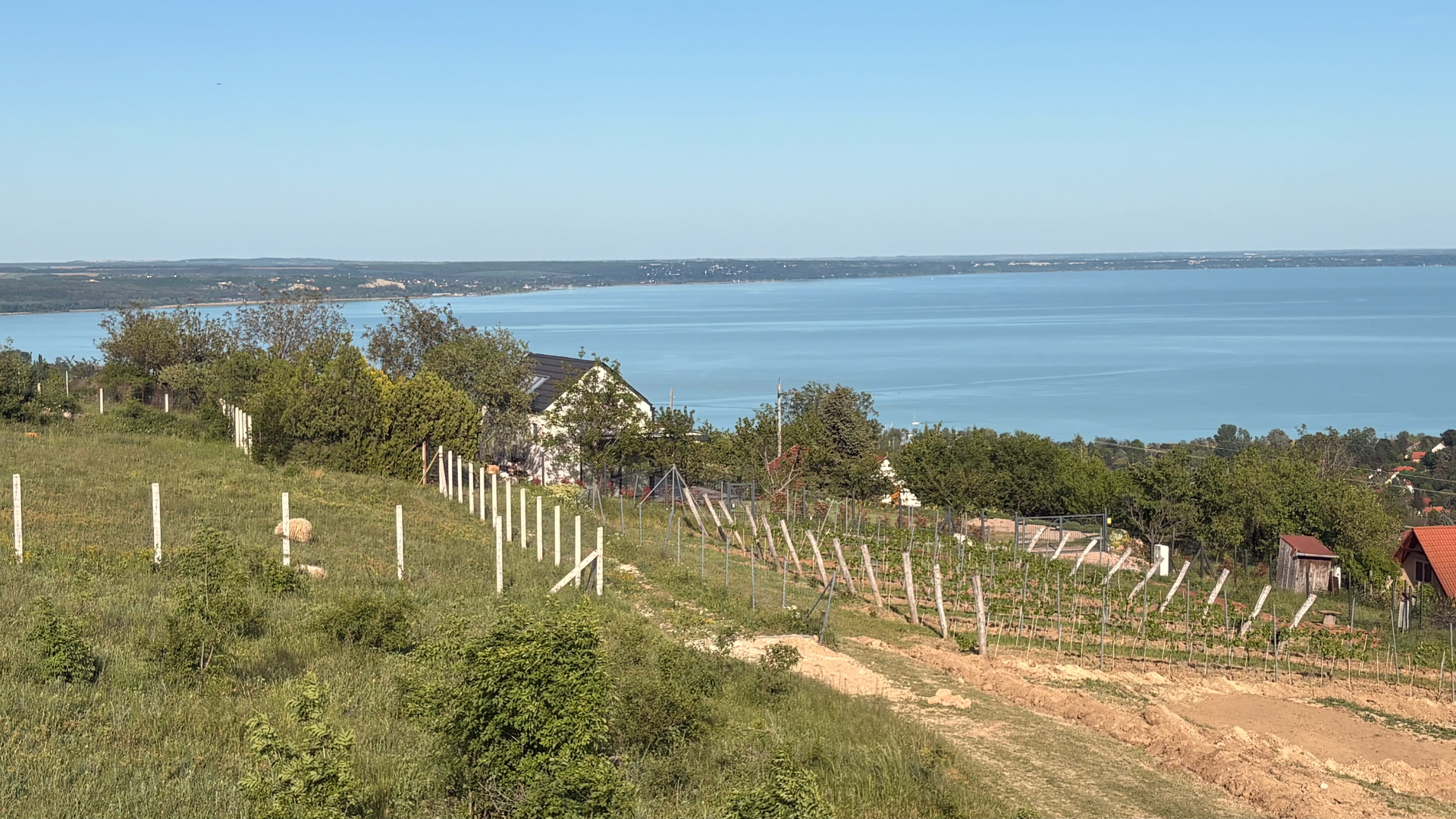 Dűlő — szőlősor a Balatonra néző panorámával